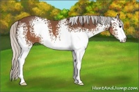 Horse Color:White Spotted Silver Brown