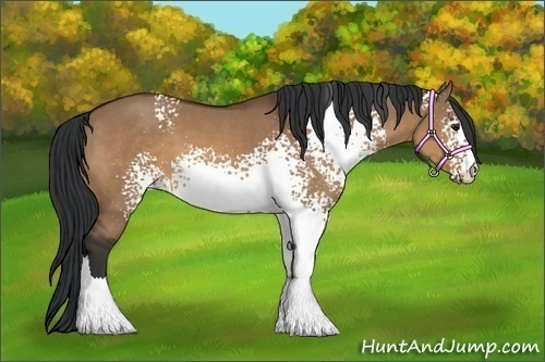 Horse Color:White Spotted Bay Dun
