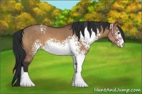 Horse Color:White Spotted Bay Dun