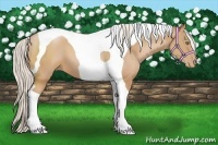 Horse Color:Silver Bay Pearl Tobiano
