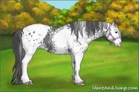 Horse Color:White Spotted Black Appaloosa 