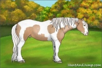 Horse Color:Silver Bay Pearl Sabino Splash Tobiano 