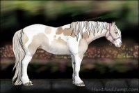 Horse Color:Silver Black Pearl Sabino Tobiano 