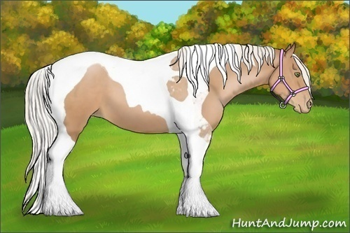 Horse Color:Silver Bay Pearl Sabino Tobiano 