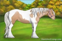 Horse Color:Silver Bay Pearl Sabino Tobiano 