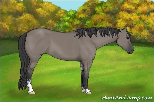 Horse Color:Grullo Sabino