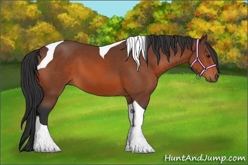 Horse Color:Bay Tobiano 