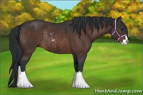 Horse Color:Bay Sabino Rabicano 