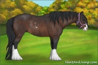 Horse Color:Bay Sabino Rabicano