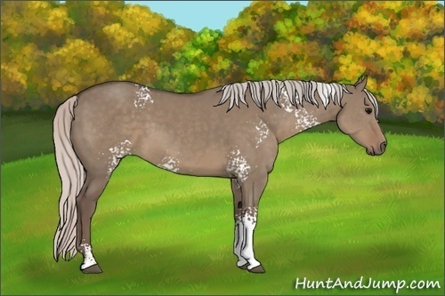 Horse Color:White Spotted Silver Grullo Sabino 