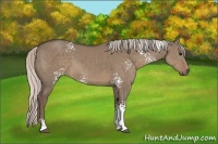 Horse Color:White Spotted Silver Grullo Sabino 