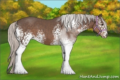 Horse Color:White Spotted Silver Black Sabino 