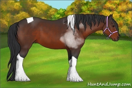 Horse Color:Bay Sabino Tobiano 