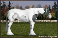 Horse Color:Black Sabino Tobiano 