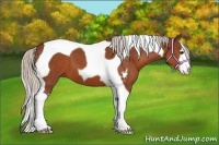 Horse Color:Silver Bay Sabino Tobiano