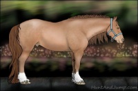 Horse Color:Bay Pearl 
