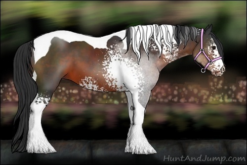 Horse Color:White Spotted Brown Tobiano