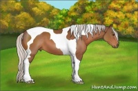 Horse Color:Silver Bay Sabino Tobiano