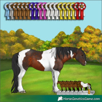 Horse Color:Brown Tobiano