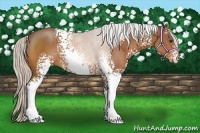 Horse Color:White Spotted Silver Bay Sabino 