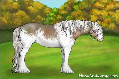 Horse Color:White Spotted Silver Smoky Black Sabino 