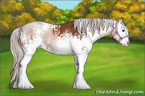 Horse Color:White Spotted Silver Bay Sabino