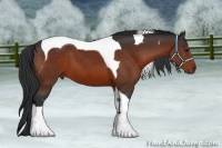 Horse Color:Bay Tobiano