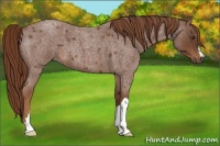 Horse Color:Red Roan 