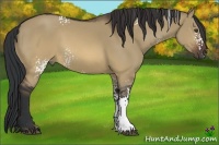 Horse Color:White Spotted Brown Dun 