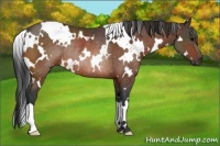 Horse Color:White Spotted Bay Rabicano