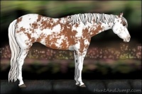 Horse Color:Silver Bay Sabino 