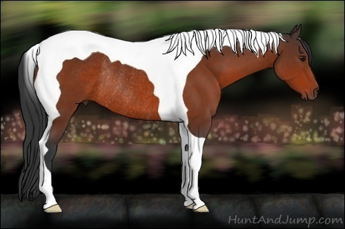 Horse Color:Bay Tobiano Rabicano 