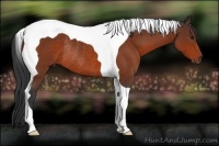Horse Color:Bay Tobiano Rabicano