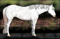 Horse Color:Chestnut Sabino Appaloosa Rabicano
