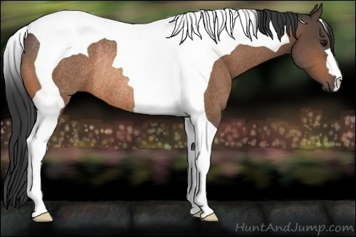 Horse Color:Buckskin Tobiano Rabicano