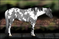 Horse Color:White Spotted Blue Roan 