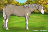 Horse Color:Silver Grullo Sabino 