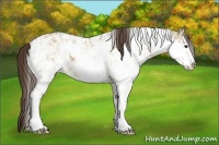 Horse Color:Liver Red Dun Sabino 