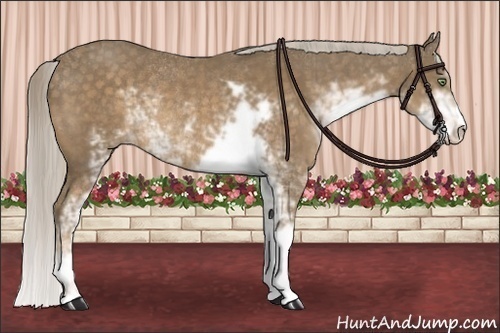 Horse Color:Chocolate Palomino Sabino Rabicano