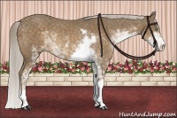 Horse Color:Chocolate Palomino Sabino Rabicano