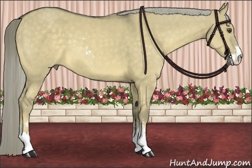 Horse Color:Chocolate Palomino Dun Sabino 
