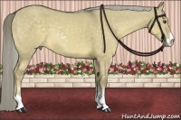 Horse Color:Chocolate Palomino Dun Sabino 