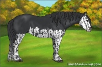 Horse Color:Black and Black Splash