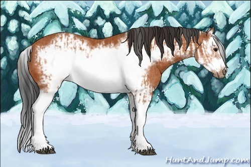 Horse Color:Bay Splash Frame  and Bay Splash Frame Rabicano 