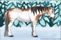 Horse Color:Bay Splash Frame  and Bay Splash Frame Rabicano 