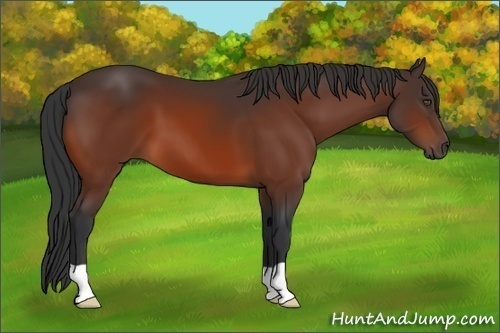 Horse Color:Bay Frame