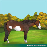 Horse Color:Bay Frame