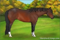 Horse Color:Bay Frame 