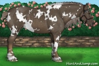 Horse Color:White Spotted Chocolate Palomino