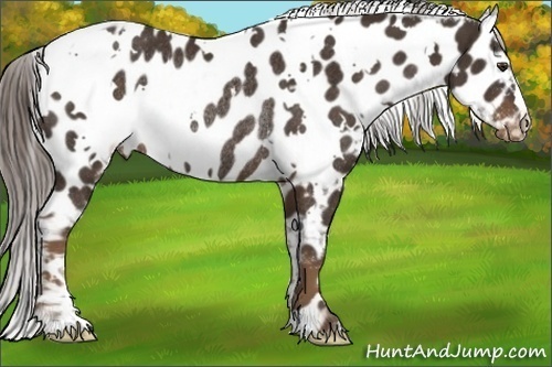 Horse Color:White Spotted Liver Chestnut Appaloosa Rabicano 